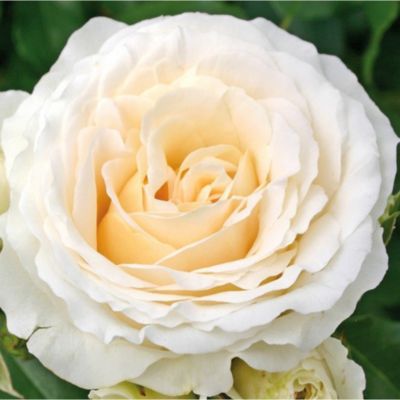 2 x Kordes Rose des fées - Rosa 'Kosmos'