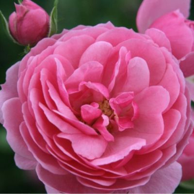 2 x Kordes Rose des fées - Rosa 'Pomponella'