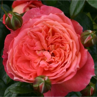 2 x Kordes Rose des fées - Rosa 'Queen Of Hearts'