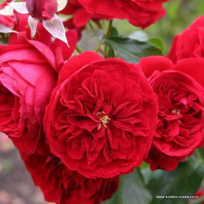 2 x Kordes Rose des fées - Rosa 'Rötkäppchen'