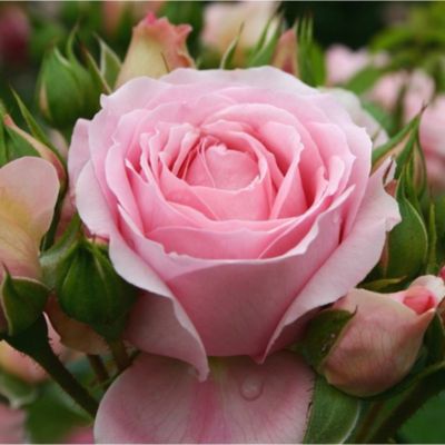 2 x Kordes Rose des fées - Rosa 'Rosenfee'