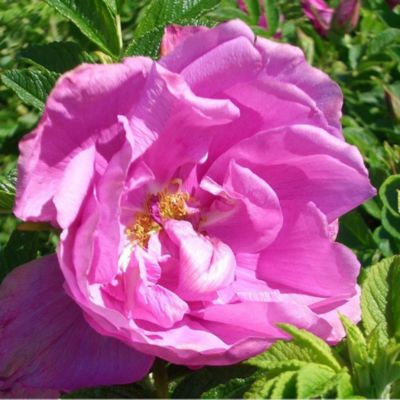 2 x Kordes-Rugosa - Rosa 'Pink Roadrunner'
