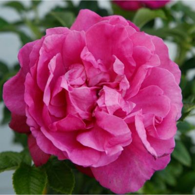 2 x Kordes-Rugosa - Rosa 'Purple Roadrunner'