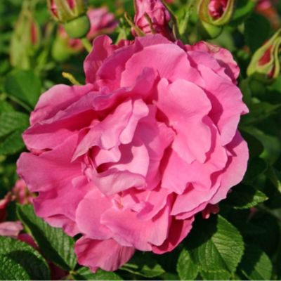 2 x Kordes-Rugosa - Rosa 'Romantic Roadrunner'