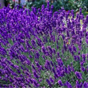 2 x Lavande fine 'Dwarf blue' - Lavandula Angustifolia 'Dwarf Blue'  - pot