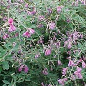 2 x Lespedeza thunbergii - Lespedeza thunbergii  - 30-40 cm pot