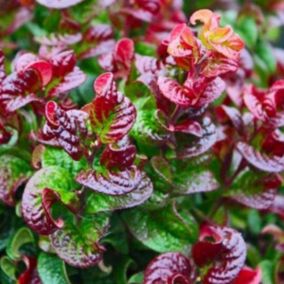 2 x Leucothoé 'Curtly Red' - Leucothoe axillaris 'Curly Red'  - 20-30 cm pot