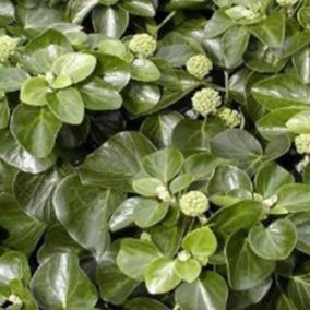 2 x Lierre commun 'Arbori Compact' - Hedera helix 'Arbori Compact'  - 20-25 cm pot