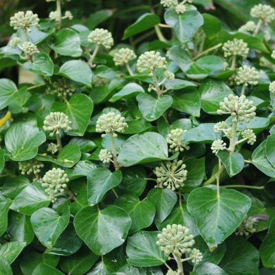 2 x Lierre commun 'Arbori Compact' - Hedera helix 'Arbori Compact'  - 20-25 cm pot