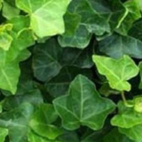 2 x Lierre d'Irlande - Hedera Hibernica  - 40-60 cm pot