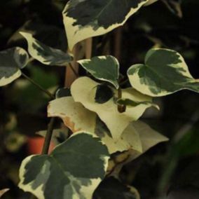 2 x Lierres de colchide - Hedera Colchica 'Dentata Variegata'  - 50-60 cm pot