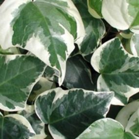 2 x Lierres des canaries 'Gloire De Marengo' - Hedera Algeriensis 'Gloire De Marengo'  - 50-60 cm pot