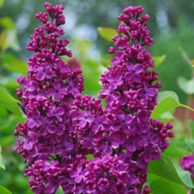 2 x Lilas commun 'Andenken Ludwig Spaeth' - Syringa vulgaris 'Andenken Ludwig Spaeth'  - 40-60 cm pot