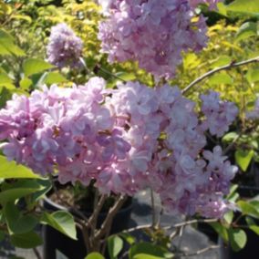 2 x Lilas commun 'Katherine Havemeyer' - Syringa vulgaris 'Katherine Havemeyer'  - 40-60 cm pot