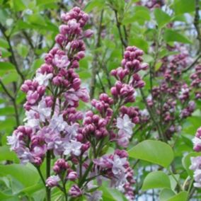 2 x Lilas commun 'Michel Buchner' - Syringa Vulgaris 'Michel Buchner'  - 40-60 cm pot