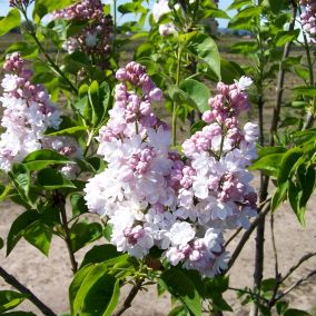 2 x Lilas commun - Syringa vulgaris 'Belle De Nancy'  - 40-60 cm pot