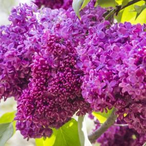 2 x Lilas commun - Syringa vulgaris 'Charles Joly'  - 40-60 cm pot