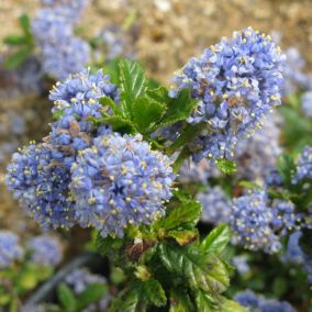 2 x Lilas de Californie 'Blue Mound' - Ceanothus 'Blue Mound'  - 30-40 cm pot