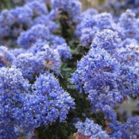 2 x Lilas de Californie 'Burkwoodii' - Ceanothus 'Burkwoodii'  - 30-40 cm pot