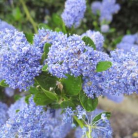 2 x Lilas de Californie 'Victoria' - Ceanothus Impressus 'Victoria'  - 30-40 cm pot