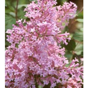 2 x Lilas de Chine 'Josée' - Syringa 'Josee'  - 40-60 cm pot