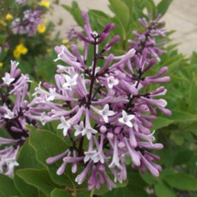 2 x Lilas de Chine 'Miss Kim' - Syringa patula 'Miss Kim'  - 40-60 cm pot