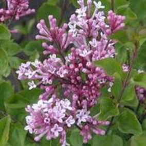 2 x Lilas de Chine 'Palibin' - Syringa Meyeri 'Palibin'  - 40-60 cm pot