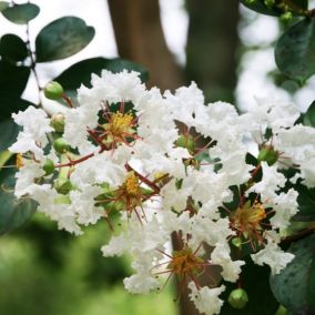 2 x Lilas des Indes 'Blanc' - Lagerstroemia indica 'Blanc'