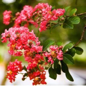 2 x Lilas des Indes Rouge - Lagerstroemia indica 'Rouge'