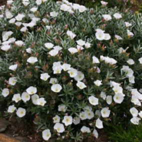 2 x Liseron cneorum - Convolvulus cneorum  - 25-30 cm pot