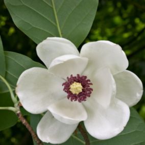 2 x Magnolia de Siebold - Magnolia sieboldii  - 50-60 cm pot