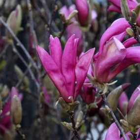 2 x Magnolia 'Susan' - Magnolia 'Susan'  - 40-60 cm pot