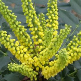 2 x Mahonia media 'Winter Sun' - Mahonia Media 'Winter Sun'  - 30-50 cm pot