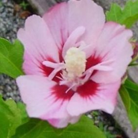 2 x Mauve en arbre 'Hamabo' - Hibiscus Syriacus 'Hamabo'  - 40-60 cm pot