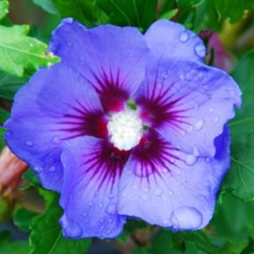 2 x Mauve en arbre 'Oiseau Bleu' - Hibiscus Syriacus 'Oiseau Bleu'  - 40-60 cm pot