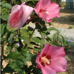 2 x Mauve en arbre 'Pink Giant' - Hibiscus syriacus 'Pink Giant' -'Flogi'  - 40-60 cm pot