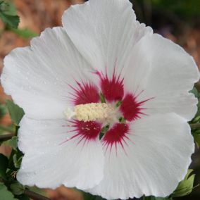 2 x Mauve en arbre 'Red Heart' - Hibiscus Syriacus 'Red Heart'  - 40-60 cm pot