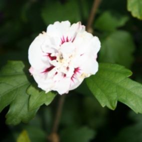 2 x Mauve en arbre 'Speciosus' - Hibiscus syriacus 'Speciosus'  - 40-60 cm pot