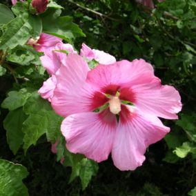 2 x Mauve en arbre 'Woodbridge' - Hibiscus Syriacus 'Woodbridge'  - 40-60 cm pot