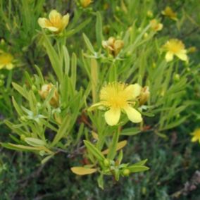 2 x Millepertuis de Kalmian 'Gemo' - Hypericum 'Gemo'  - 30-40 cm pot