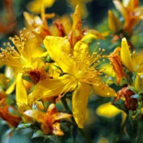 2 x Millepertuis 'Elstead' - Hypericum inodorum 'Elstead'  - 20-30 cm pot