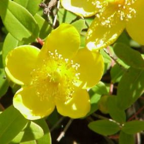 2 x Millepertuis moserianum - Hypericum Moserianum  - 30-40 cm pot