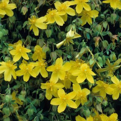 2 x Millepertuis 'Peter Dummer' - Hypericum dummeri 'Peter Dummer' - 30 ...
