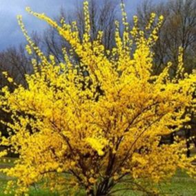 2 x Mimosa de Paris 'Lynwood' - Forsythia intermedia 'Lynwood'  - 50-60 cm pot