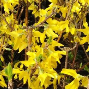 2 x Mimosa de Paris 'Minigold' - Forsythia intermedia 'Minigold'  - 50-60 cm pot