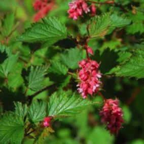 2 x Neillia affine - Neillia affinis  - 40-60 cm pot