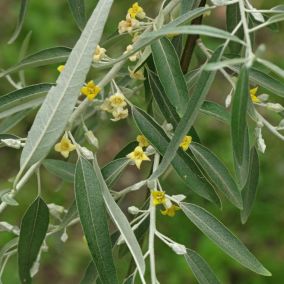 2 x Olivier de Bohême - Elaeagnus angustifolia  - 60-80 cm pot