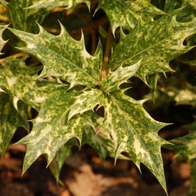 2 x Osmanthe à feuilles variables - Osmanthus Heterophyllus  - 30-40 cm pot