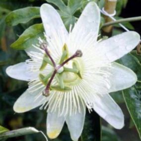 2 x Passiflore - Passiflora caerulea 'Constance Elliot'  - 50-60 cm pot