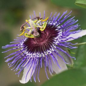 2 x Passiflore - Passiflora 'Purple Haze'  - 50-60 cm pot